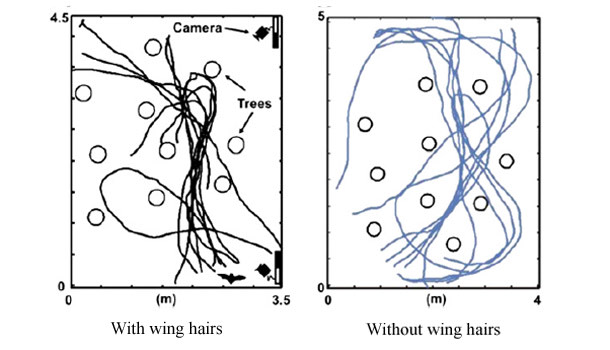 Bats_flight.jpg
