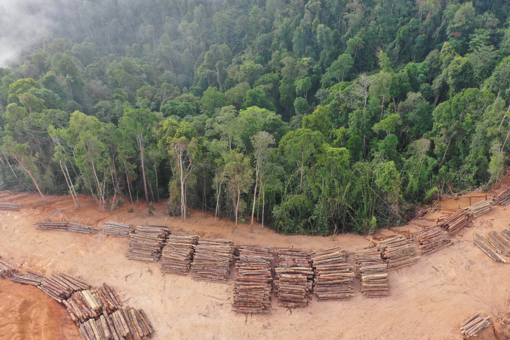 Deforestation Drives Disease, Climate Change and It's Happening at a Rapid  Rate - GPS News