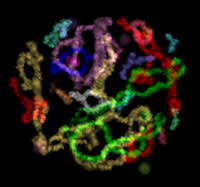 Chromosomes