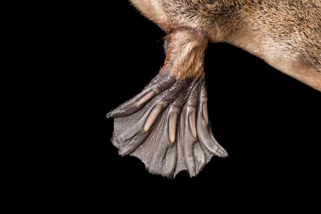 Platypus Foot - Douglas Gimesy