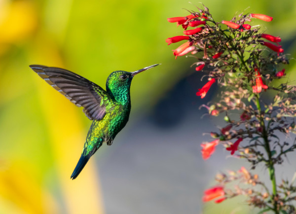 Watch This: Hummingbirds Fly Forwards and Backwards With Equal Ease ...