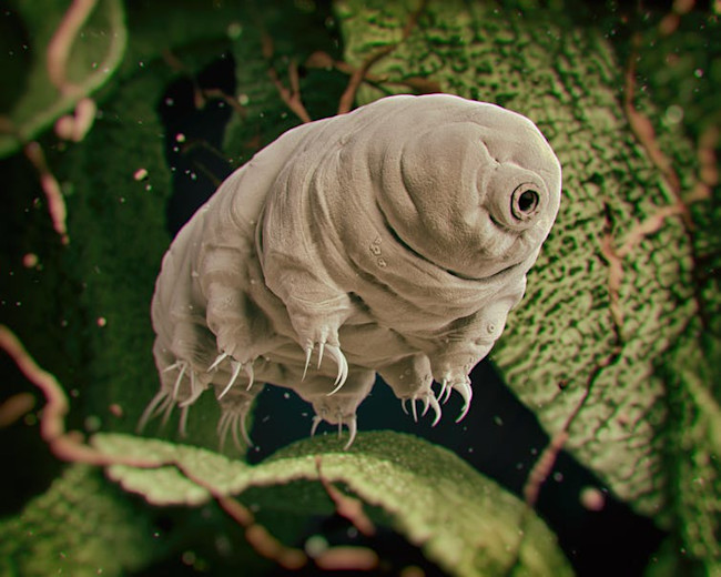 Tardigrade - Shutterstock