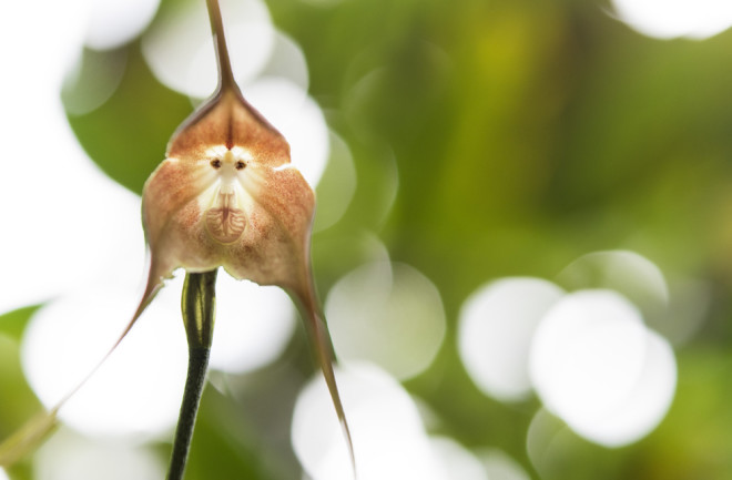 Monkey orchid