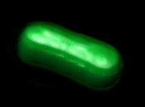 THe first semi-synthetic organism, an E. coli bacteria expressing proteins made from "unnatural base pairs." (Credit: William B. Kiosses)