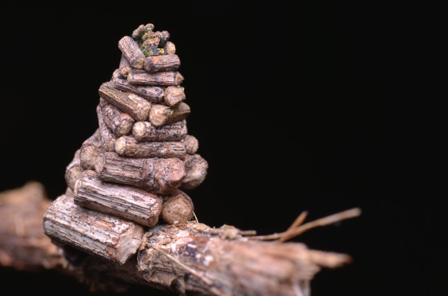 These Weird Bagworm Moths Build Log Cabins Of Twigs To Live And