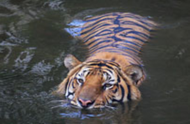 tiger-swimming.jpg