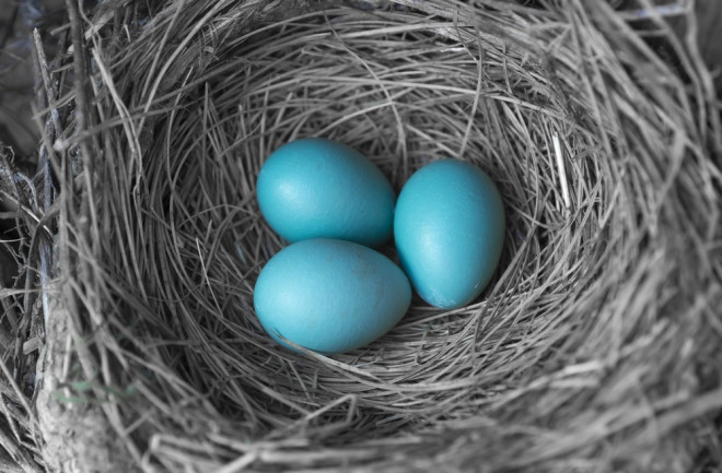 Blue Robin Eggs in Nest - Shutterstock