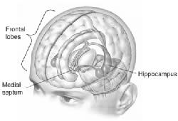 human-hippocampus250.jpg