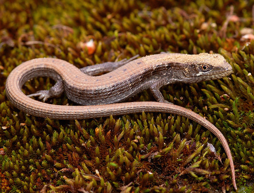 california-alligator-lizard.jpg