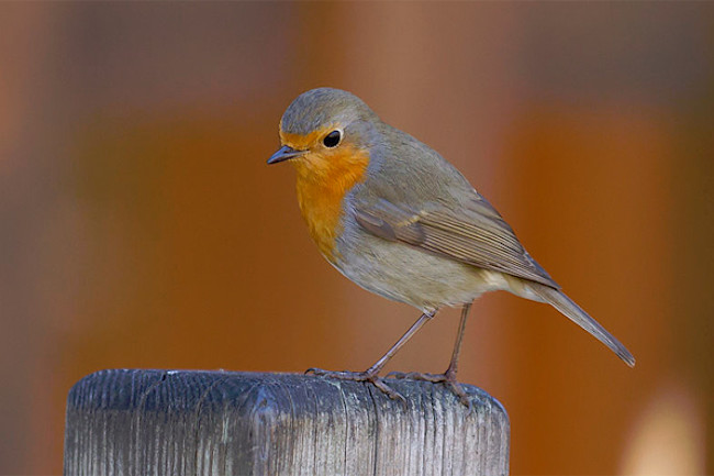 Robin.jpg