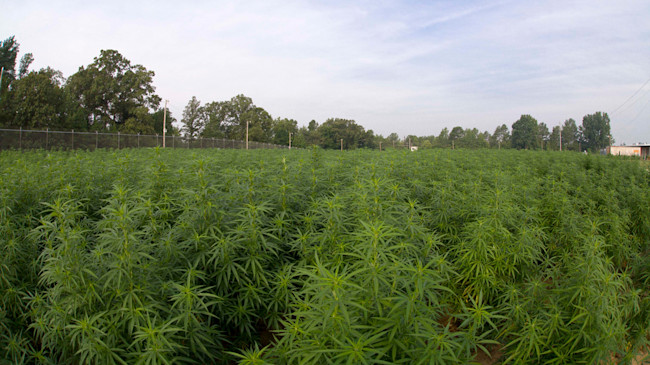 University-of-Mississippi-Marijuana