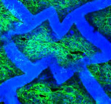 heart-scaffold.jpg
