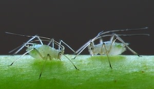 0820Aphids_300.jpg