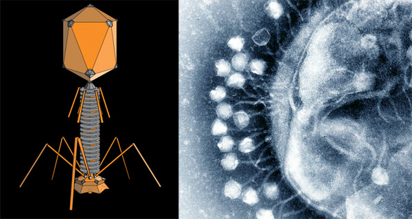 Phage.jpg