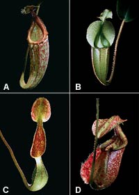 plants_04.jpg
