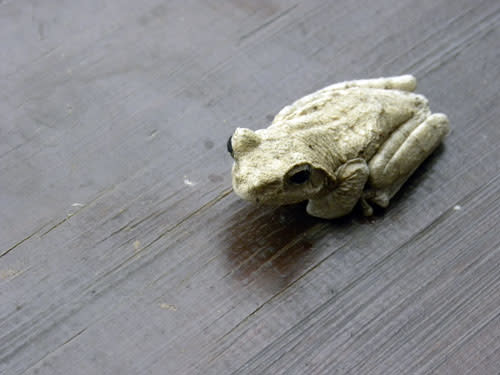 Frog.jpg