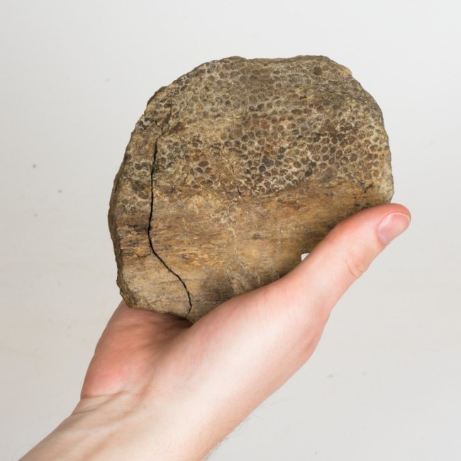 Pelle fossilizzata di tirannosauro - Amanda Kelley
