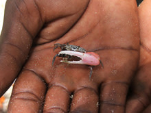fiddler-crab.jpg