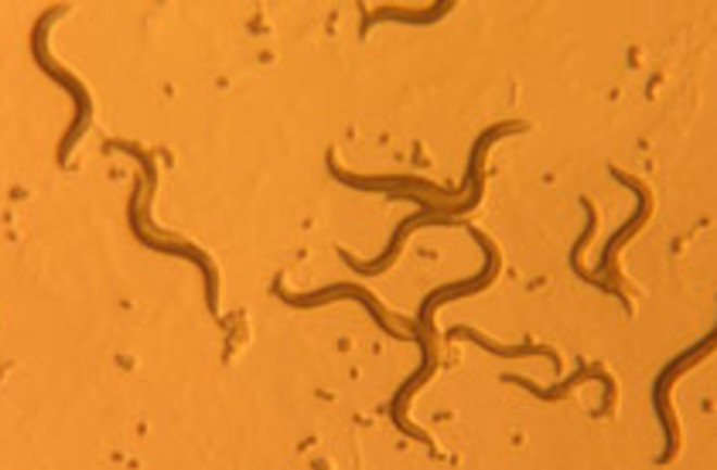 nematodes-worms.jpg
