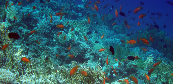 Coral_reef.jpg