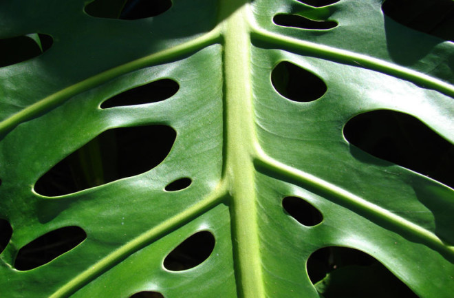 Why Do Houseplants Have Holey Leaves?