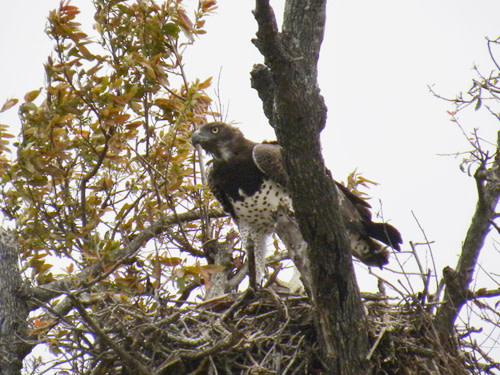 Martial_eagle.jpg