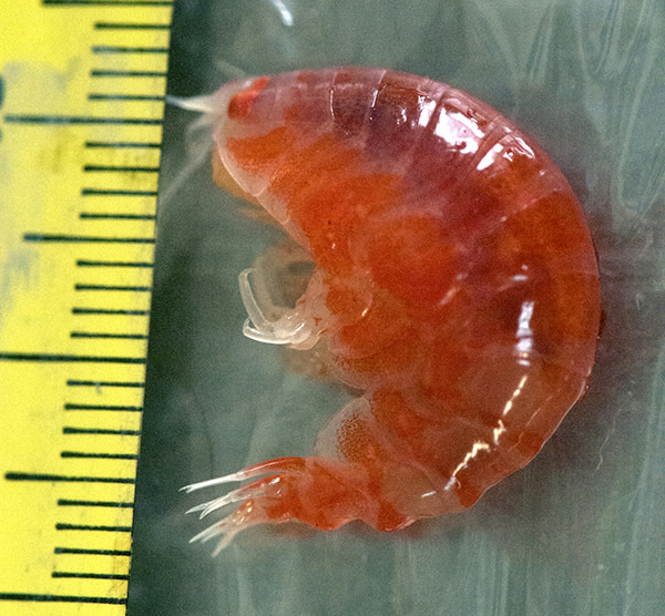 amphipod.jpg
