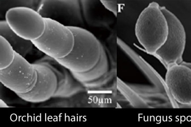 ORchid_fungus.jpg