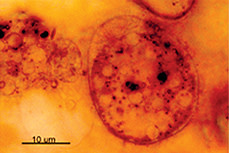 microbe-cover.jpg