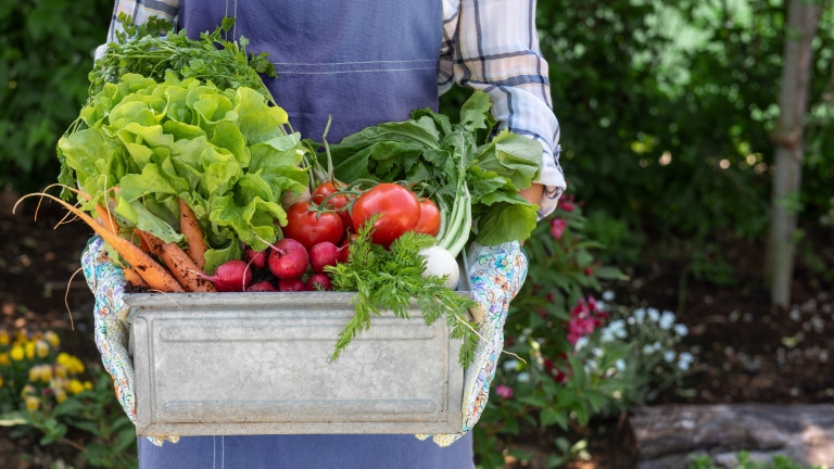 Want to Start a Vegetable Garden? Here’s How, According to Science