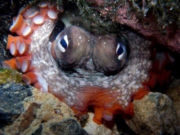 Gloomy Octopus, Octopus tetricus - Wikimedia Commons
