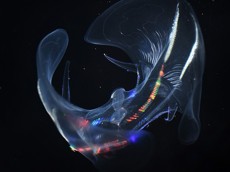 Comb jellies