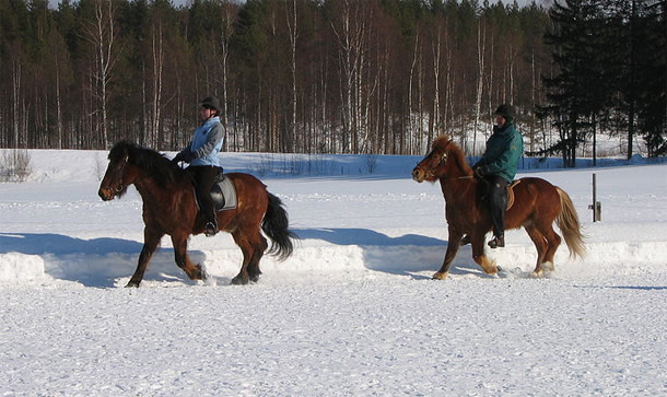 Icelandic_horses.jpg