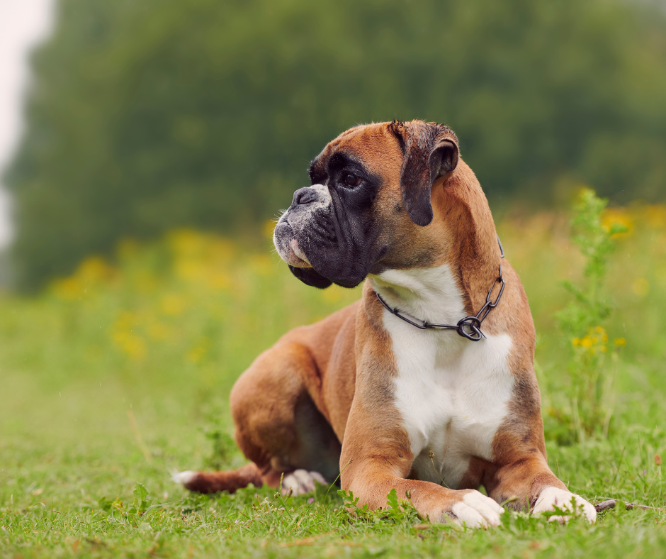 25 Best Dog Food for Boxers in 2022