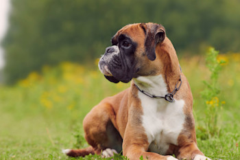 25 Best Dog Food for Boxers in 2024 Discover Magazine