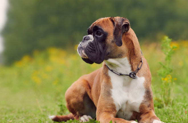 Homemade dog top food for boxers