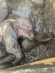 Gold Miners In The Yukon Locate Mummified Child Woolly Mammoth