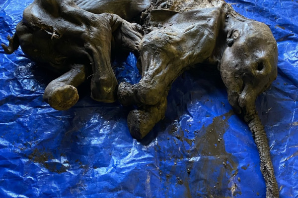 Gold Miners In The Yukon Find Mummified Baby Woolly Mammoth 