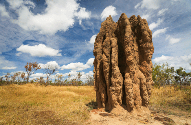 termite-mound1.gif