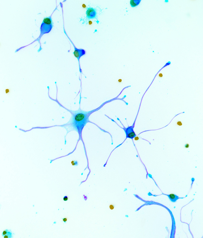 neurons.jpg
