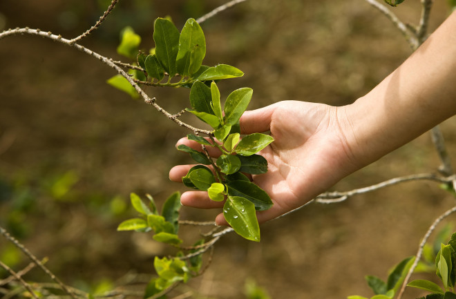 The Peruvian coca plant