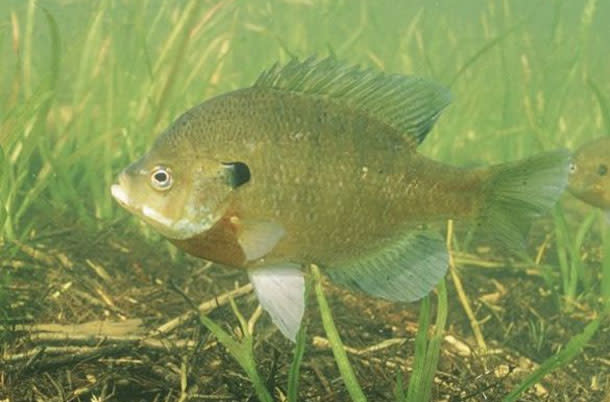 Bluegill_sunfish.jpg