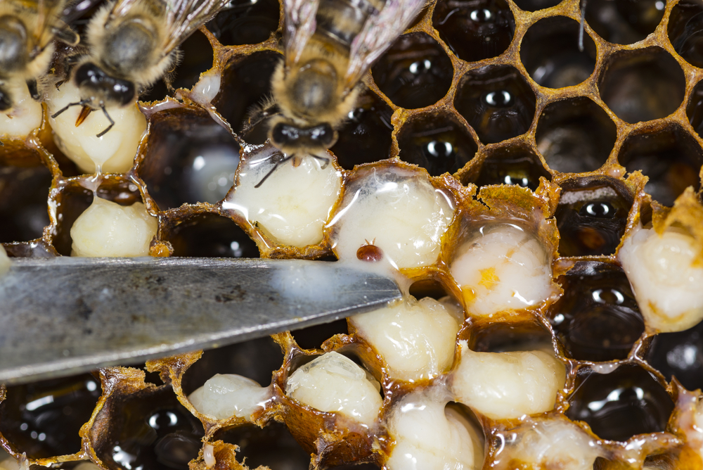 What Are Varroa Mites And Why Is Australia Putting Their Honey Bees On Lockdown?