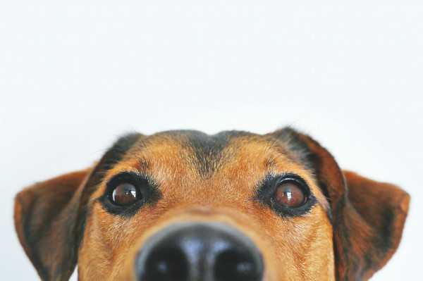 Are Dogs Aware of Their Own Thinking? | Discover Magazine
