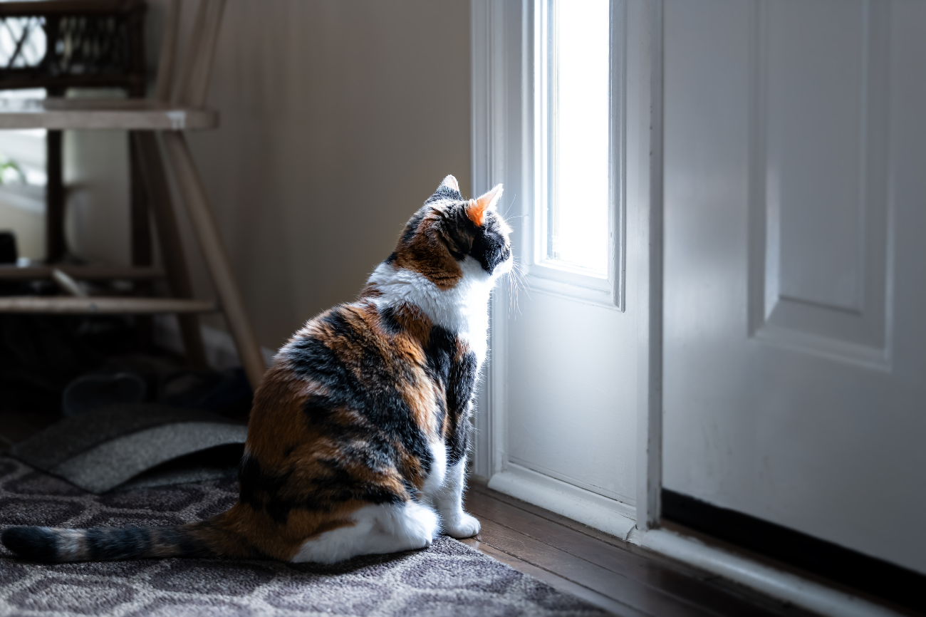How Long Can Cats Be Left Alone?