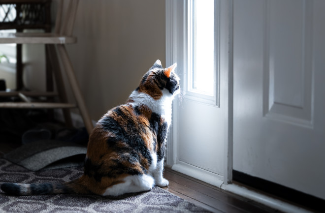 How Long Can Cats Be Left Alone? What Is Best for Them? | Discover