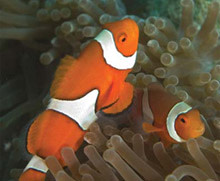 clownfish.jpg