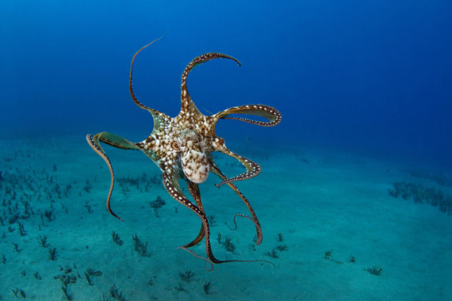 The Wild Wonderful World Of Octopuses Discover Magazine