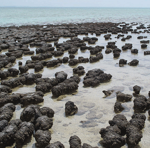 800px-Stromatolites_in_Shar.png