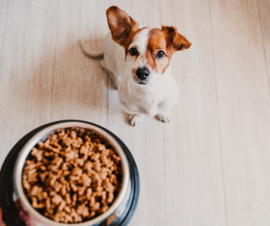 25 Best Tasting Dog Foods in 2022